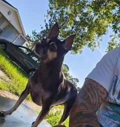 Lost Female Dog last seen Water, Tampa, FL 33615