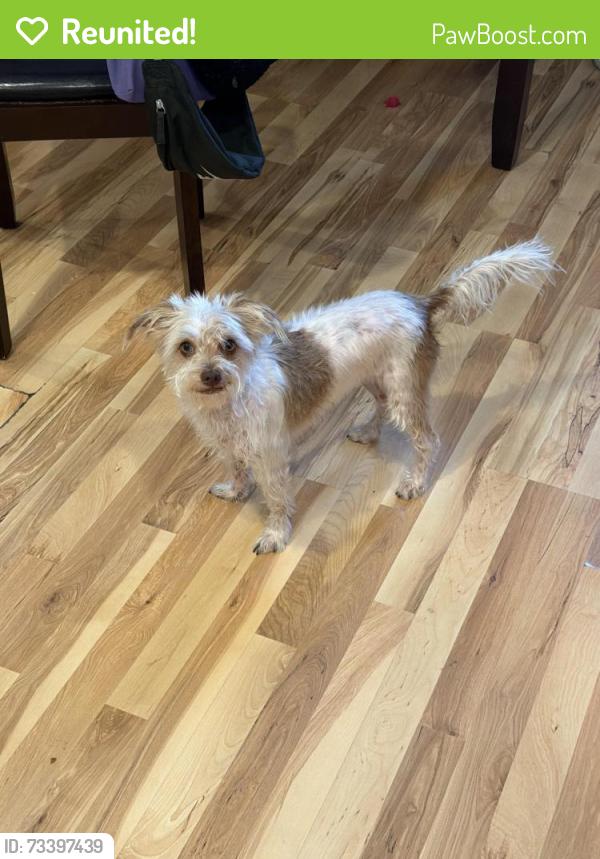 Reunited Male Dog last seen Hatillo and Chase, Los Angeles, CA 91306
