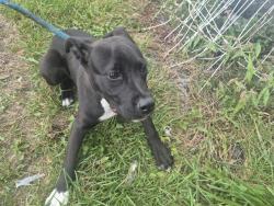 Shelter Stray Male Dog last seen Near BLOCK MANNING ST, DETROIT, MI 48205, 7401 Chrysler Dr, Detroit, MI 48211, USA