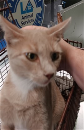 Shelter Stray Female Cat last seen , 1850 W 60th St, Los Angeles, CA 90047, USA