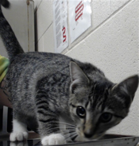 Shelter Stray Female Cat last seen Near BLOCK LOW OAK CT, PARKTON NC 28371, 4704 Corporation Dr, Fayetteville, NC 28306, USA