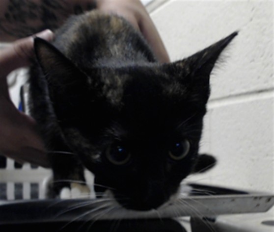 Shelter Stray Female Cat last seen Near BLOCK LOW OAK CT, PARKTON NC 28371, 4704 Corporation Dr, Fayetteville, NC 28306, USA