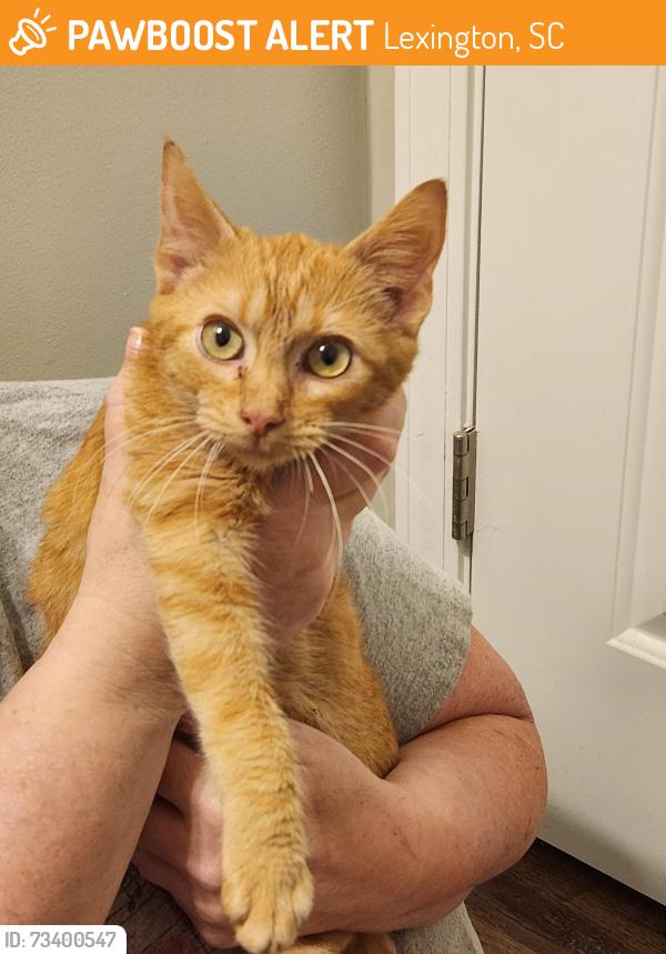 Found/Stray Male Cat last seen Copper bluff subdivision off of platt springs road Lexington sc, Lexington, SC 29073