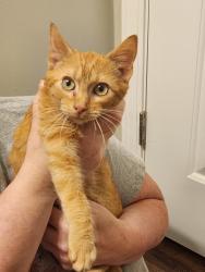 Found/Stray Male Cat last seen Copper bluff subdivision off of platt springs road Lexington sc, Lexington, SC 29073