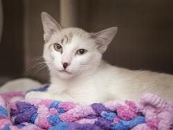 Shelter Stray Male Cat last seen IND SCHOOL AND JACKRABBIT, 5501 E Van Buren St, Phoenix, AZ 85008, USA