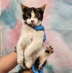 Shelter Stray Female Cat last seen ELK GROVE FLORIN RD / LA HAYA DR, 9150 Union Park Way, Elk Grove, CA 95624, USA
