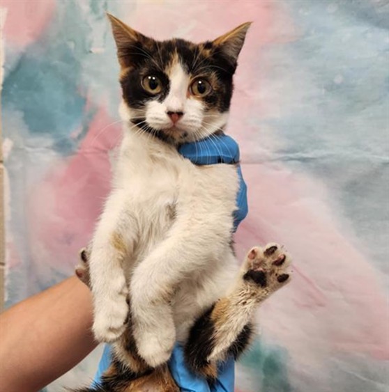 Shelter Stray Female Cat last seen ELK GROVE FLORIN RD / LA HAYA DR, 9150 Union Park Way, Elk Grove, CA 95624, USA