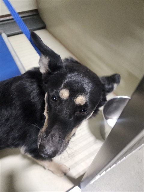Shelter Stray Female Dog last seen Near BLOCK BUENA VISTA PL, TAFT CA 93268, 3951 Fruitvale Ave, Bakersfield, CA 93308, USA