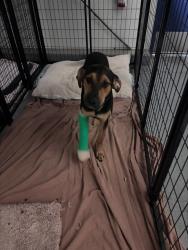Shelter Stray Male Dog last seen Near BLOCK WILSON AVE, BAKERSFIELD CA 93308, 3951 Fruitvale Ave, Bakersfield, CA 93308, USA