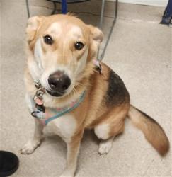 Shelter Stray Female Dog last seen Near BLOCK BUENA VISTA PL, TAFT CA 93268, 3951 Fruitvale Ave, Bakersfield, CA 93308, USA