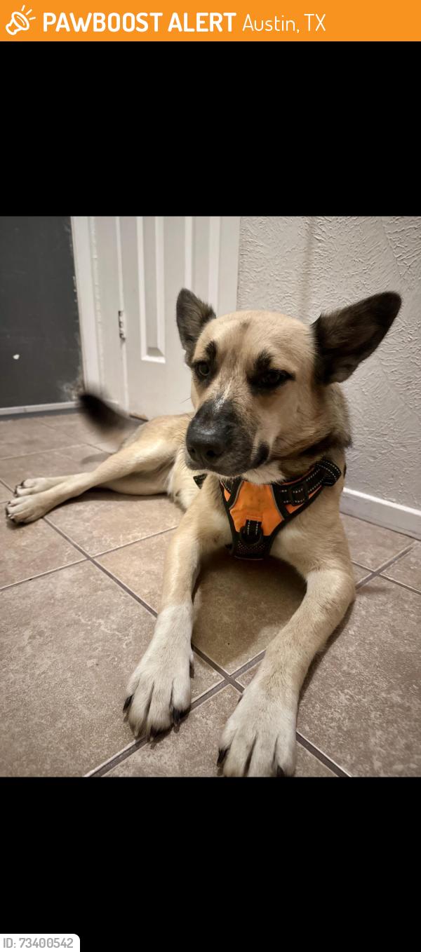 Found/Stray Female Dog last seen Fence row 78744, Austin, TX 78617