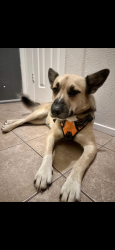 Found/Stray Female Dog last seen Fence row 78744, Austin, TX 78617