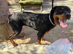 Shelter Stray Female Dog last seen , 4275 Elton St, Baldwin Park, CA 91706, USA