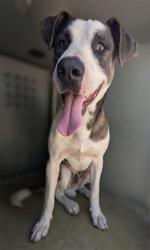 Shelter Stray Male Dog last seen , 4275 Elton St, Baldwin Park, CA 91706, USA