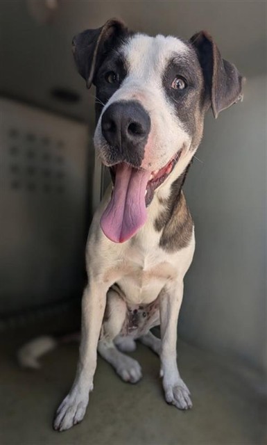 Shelter Stray Male Dog last seen , 4275 Elton St, Baldwin Park, CA 91706, USA