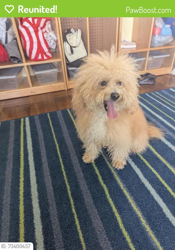 Reunited Unknown Dog last seen Crespi and San Juan Bautista, San Francisco, CA 94132