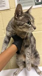 Shelter Stray Female Cat last seen FRANKLIN BLVD & SHINING STAR DR, 2127 Front St, Sacramento, CA 95818, USA