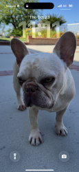 Reunited Male Dog last seen Rural ridge & nohl ranch road, Anaheim, CA 92807