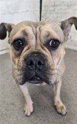 Shelter Stray Female Dog last seen N CALIFORNIA ST X COLORADO AVE, 333 Chandler Pl, San Bernardino, CA 92408, USA