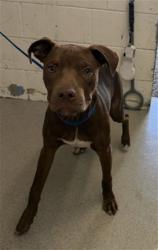 Shelter Stray Male Dog last seen Near BLOCK SEPULVEDA, 333 Chandler Pl, San Bernardino, CA 92408, USA