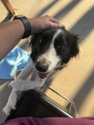 Lost Female Dog last seen At home, Panhandle, TX 79068