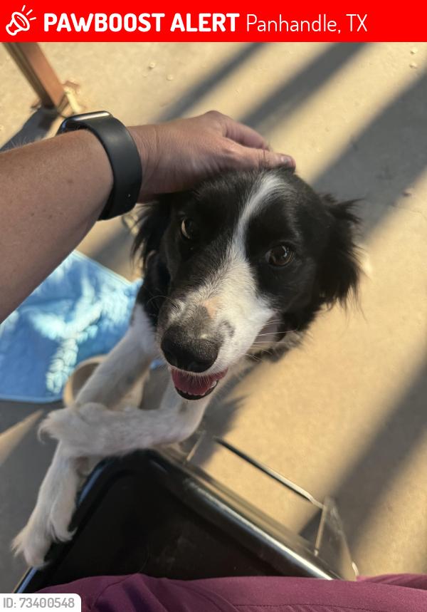 Lost Female Dog last seen At home, Panhandle, TX 79068