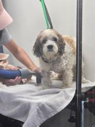 Found/Stray Female Dog last seen Shadow Hills, Los Angeles, CA 91352