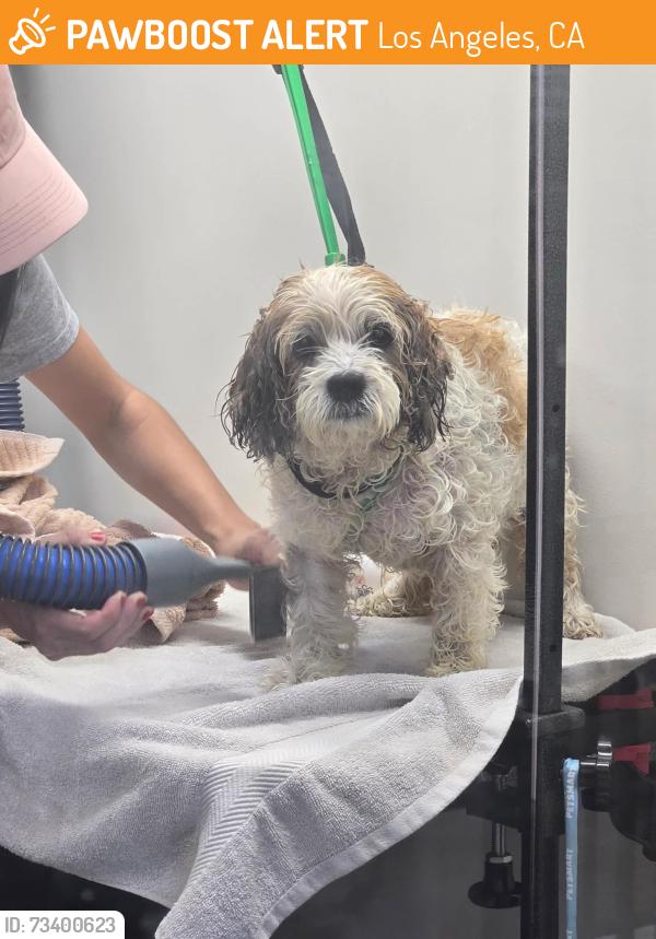 Found/Stray Female Dog last seen Shadow Hills, Los Angeles, CA 91352