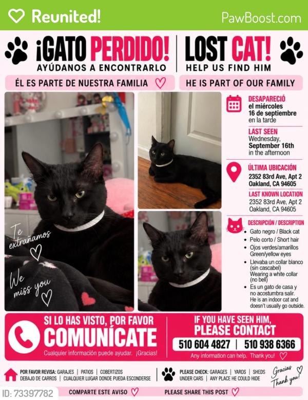 Reunited Male Cat last seen Near 83rd Ave, Oakland, CA 94605, USA, Oakland, CA 94605
