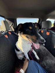 Found/Stray Female Dog last seen Fairbanks Dr across from Ennis Jr High, Ennis, TX 75119