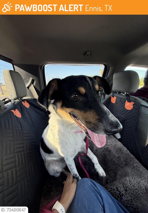 Found/Stray Female Dog last seen Fairbanks Dr across from Ennis Jr High, Ennis, TX 75119