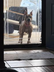 Found/Stray Female Dog last seen Schebler st and apperson, Austin, TX 78617