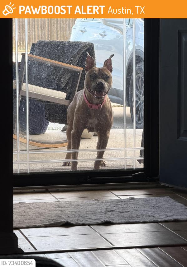Found/Stray Female Dog last seen Schebler st and apperson, Austin, TX 78617