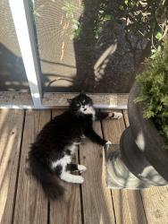 Reunited Female Cat last seen Near Stone Ridge Road, Greer, SC 29650
