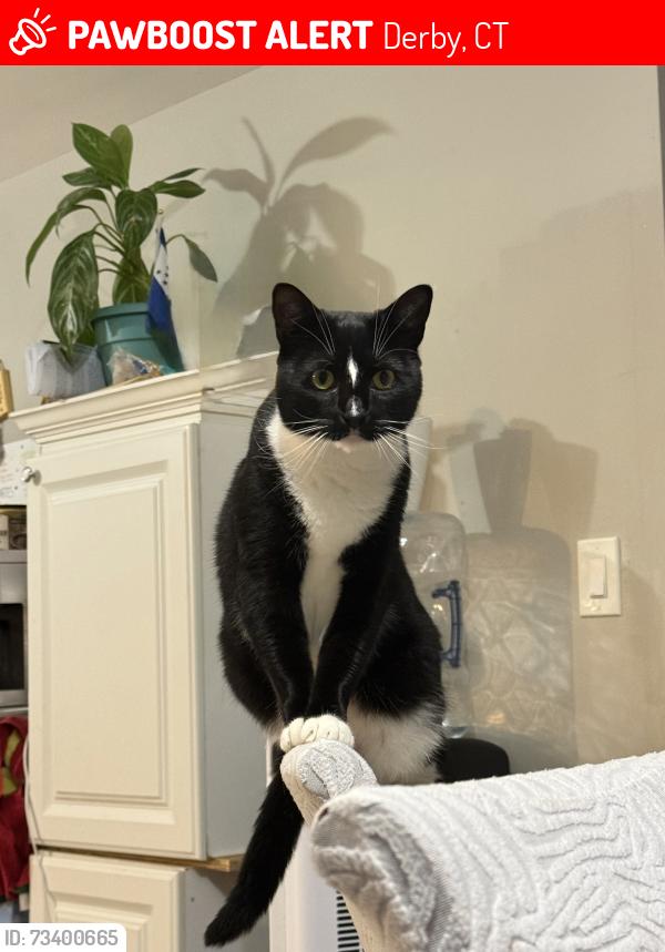 Lost Female Cat last seen Fall and bluff street, Derby, CT 06418