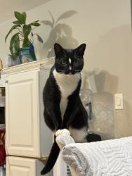 Lost Female Cat last seen Fall and bluff street, Derby, CT 06418