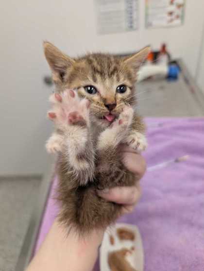 Shelter Stray Male Cat last seen Lydia Ave and E 77th Ter, 64131, MO, 7077 Elmwood Ave, Kansas City, MO 64132, USA