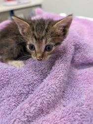 Shelter Stray Male Cat last seen Lydia Ave and E 77th Ter, 64131, MO, 7077 Elmwood Ave, Kansas City, MO 64132, USA