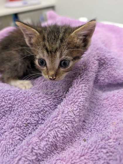 Shelter Stray Male Cat last seen Lydia Ave and E 77th Ter, 64131, MO, 7077 Elmwood Ave, Kansas City, MO 64132, USA