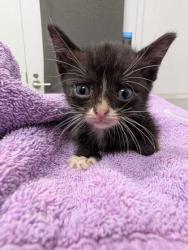 Shelter Stray Male Cat last seen Lydia Ave and E 77th Ter, 64131, MO, 7077 Elmwood Ave, Kansas City, MO 64132, USA