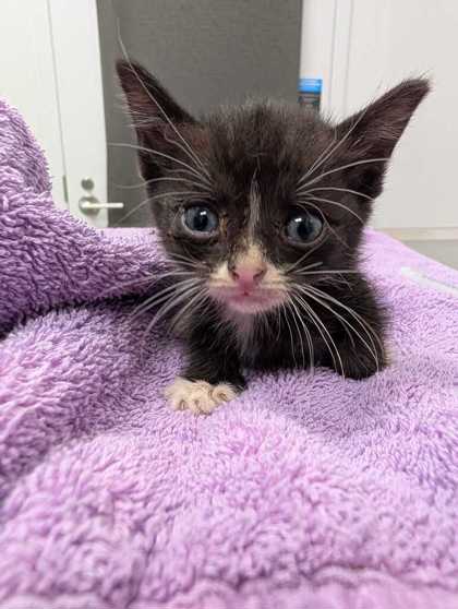 Shelter Stray Male Cat last seen Lydia Ave and E 77th Ter, 64131, MO, 7077 Elmwood Ave, Kansas City, MO 64132, USA