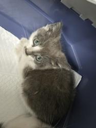 Shelter Stray Male Cat last seen , , CA, 1101 29th Ave, Oakland, CA 94601, USA