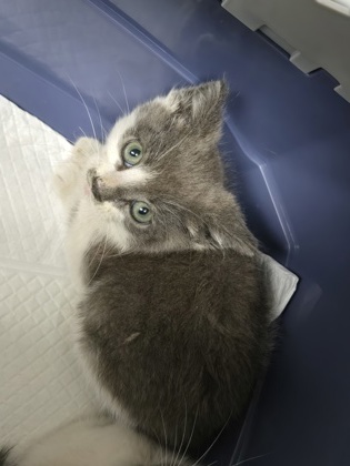 Shelter Stray Male Cat last seen , , CA, 1101 29th Ave, Oakland, CA 94601, USA