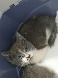 Shelter Stray Male Cat last seen , , CA, 1101 29th Ave, Oakland, CA 94601, USA