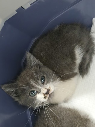 Shelter Stray Male Cat last seen , , CA, 1101 29th Ave, Oakland, CA 94601, USA