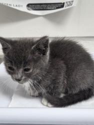 Shelter Stray Female Cat last seen Near 82nd Ave, Oakland, CA, 1101 29th Ave, Oakland, CA 94601, USA
