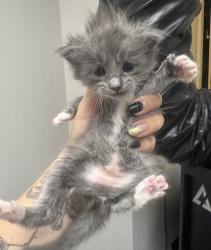 Shelter Stray Male Cat last seen Near Front St, City of Sacramento, CA, 6201 Florin Perkins Rd, Sacramento, CA 95828, USA