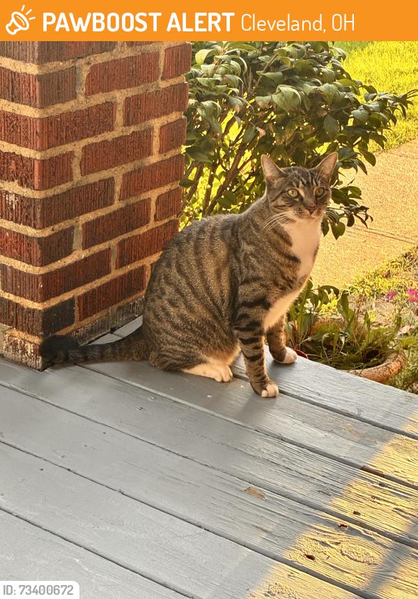Found/Stray Unknown Cat last seen Merl Ave, Cleveland, OH 44109