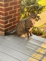 Found/Stray Unknown Cat last seen Merl Ave, Cleveland, OH 44109