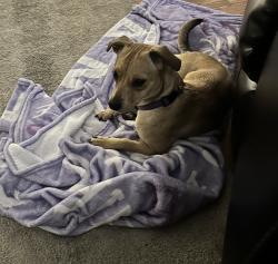 Reunited Female Dog last seen Stephanie Street and Warm Springs, Henderson, NV 89014